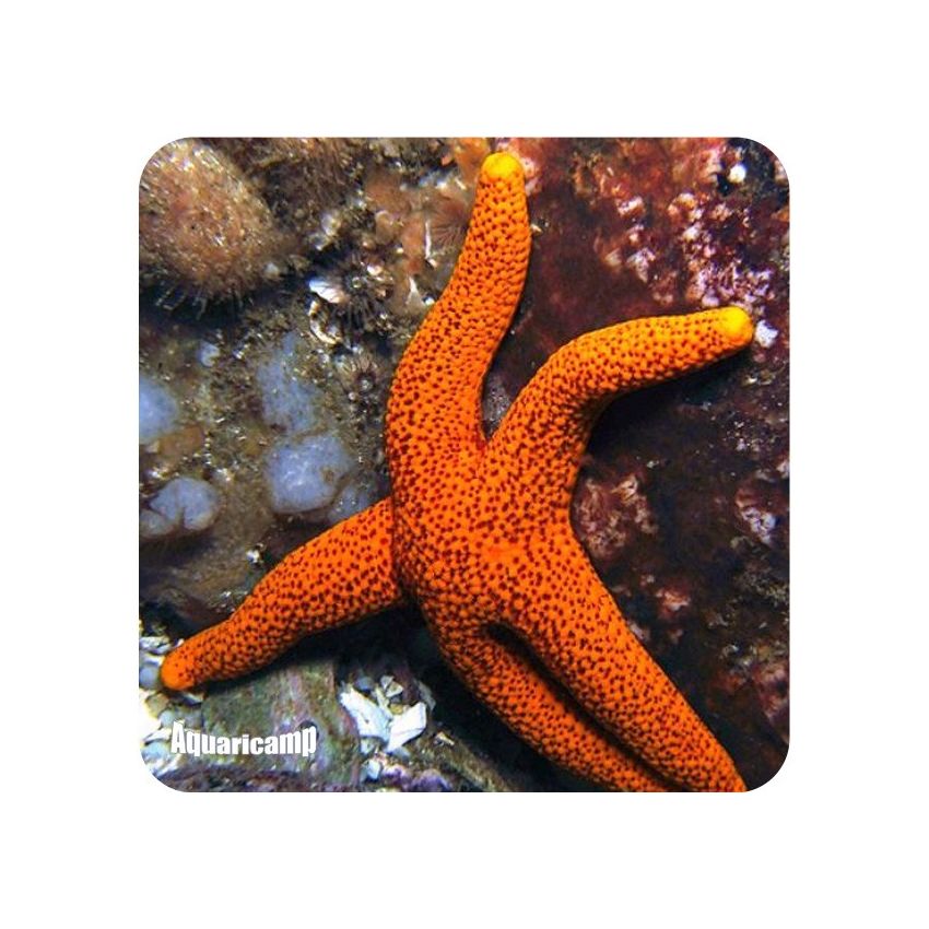 Orange Linckiastarfish