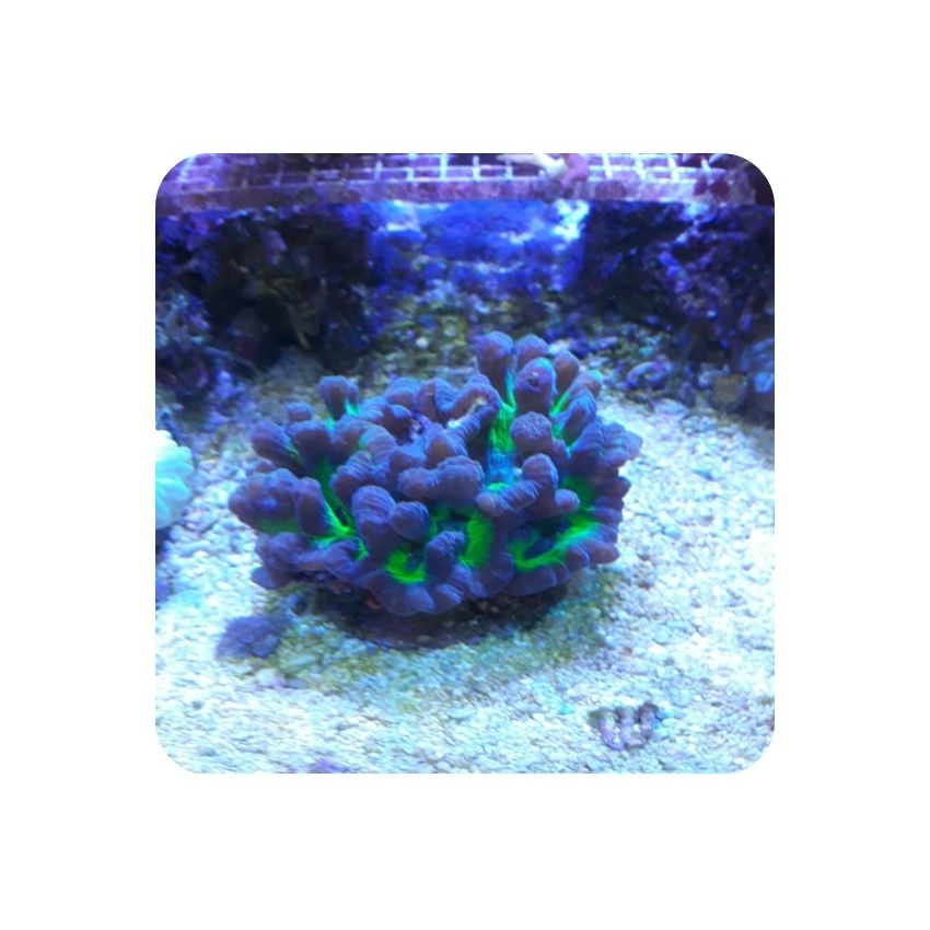 Pectinia Green