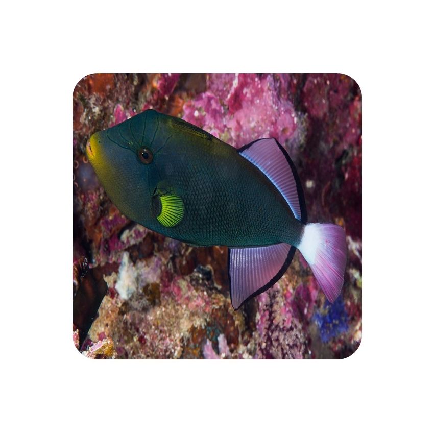 Pink Tail triggerfish (Melichthys vidua)