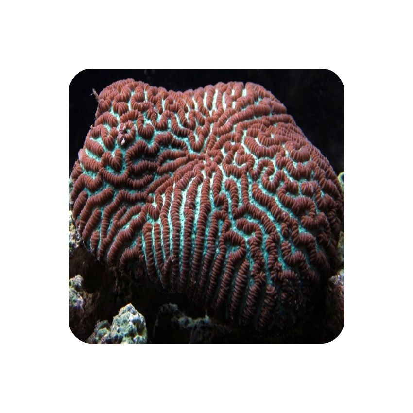 Platygyra (Platygyra sp.) 