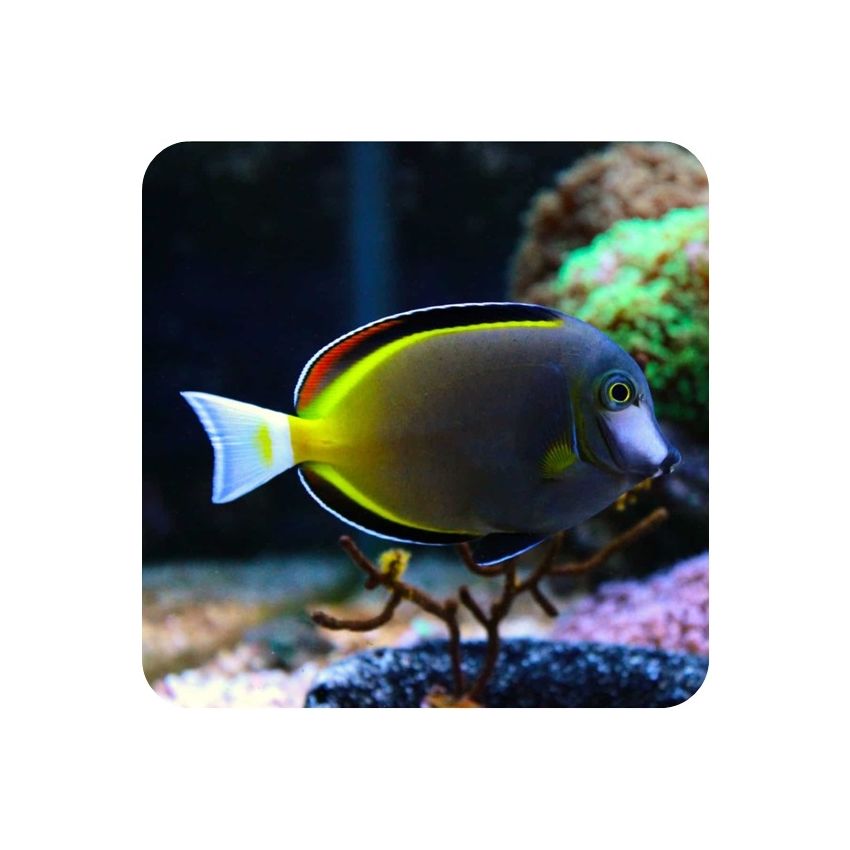 Powder Brown Tang (Acanthurus japonicus)