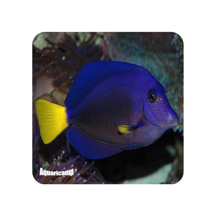Purple Tang (Zebrasoma xanthurum)