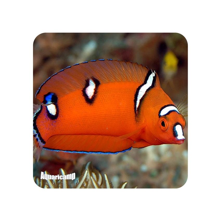 Red Coris ( Coris gaimard )