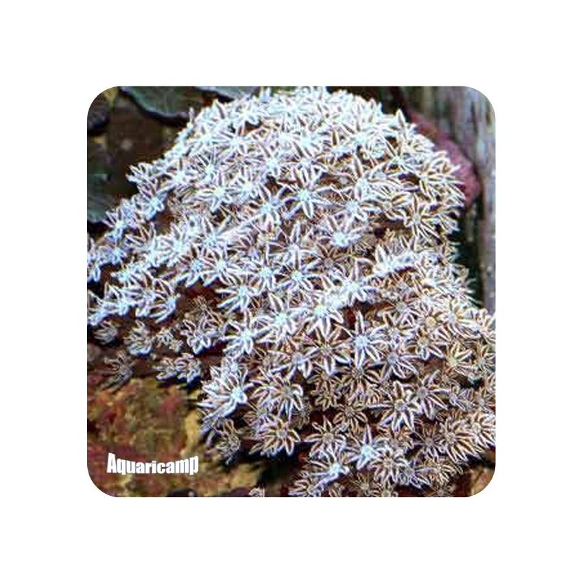 Red Organ Pipe ( Tubipora musica )
