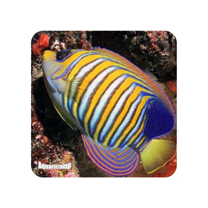 Regal Angel GR (Pygoplites diacanthus)