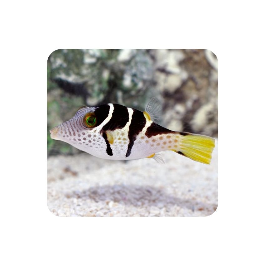 Saddle Valentini Puffer (Canthigaster valentini) 