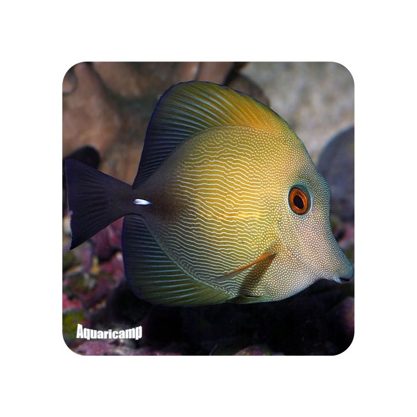 Zebrassoma Scopas (Zebrasoma scopas)