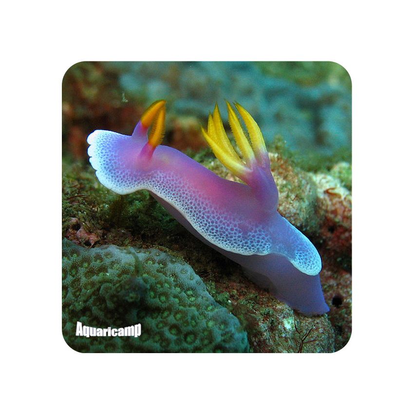 Sea Slug Colored (Chelidonura varians)