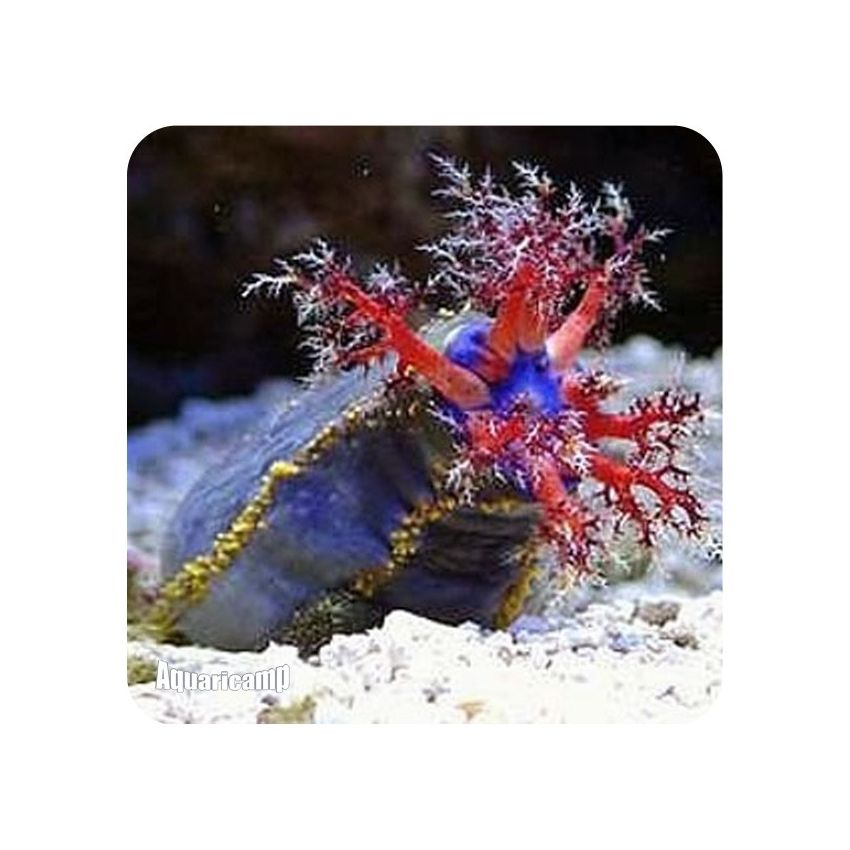 Sea Apple (Pseudocolochirus violaceus)
