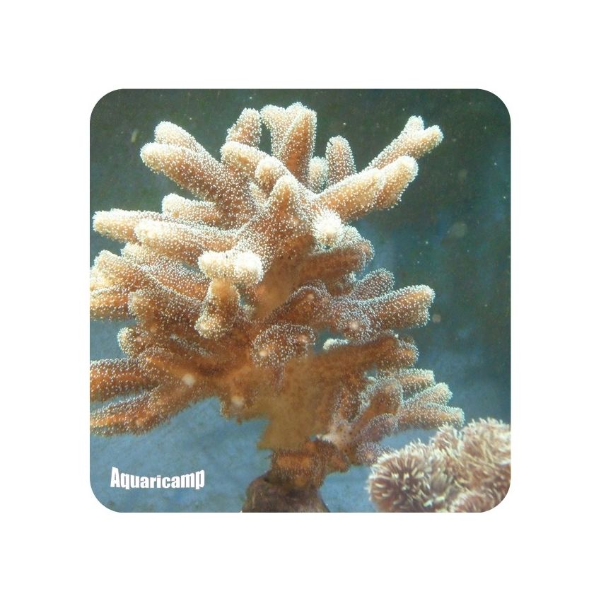 Seriatopora Caliendrum