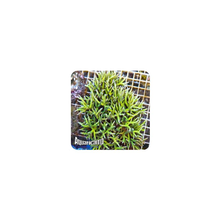 Seriatopora Hystrix Green