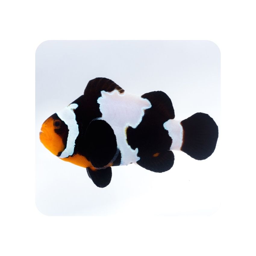 *Casal* Ocelares Black Snowflake 
