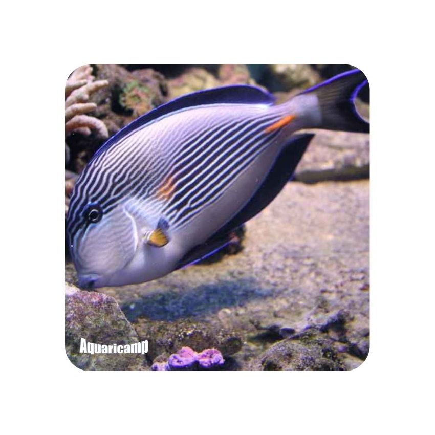 Tang Sohal (Acanthurus SOHAL)