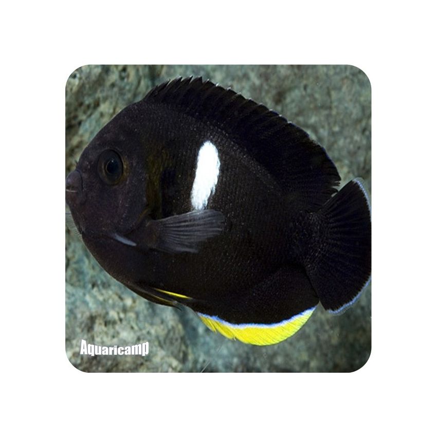 Tibicen Angelfish (Centropyge tibicin)