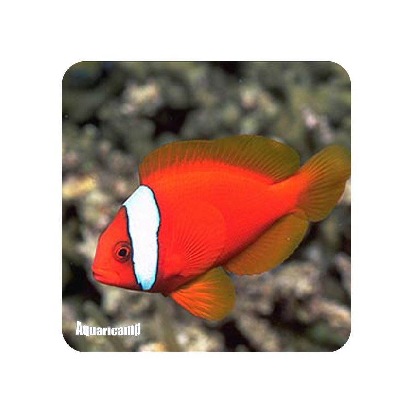 Palhaço Tomato Cinamon MD (Amphiprion frenatus)