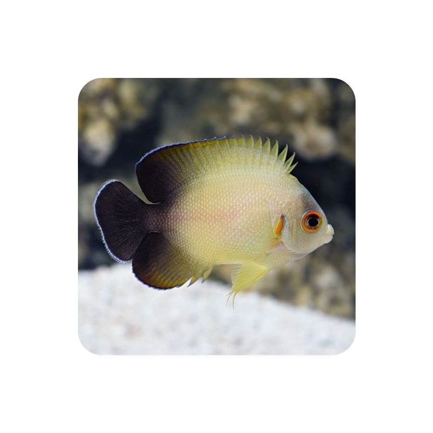 HalfBlack Angelfish (Centropyge vroliki)