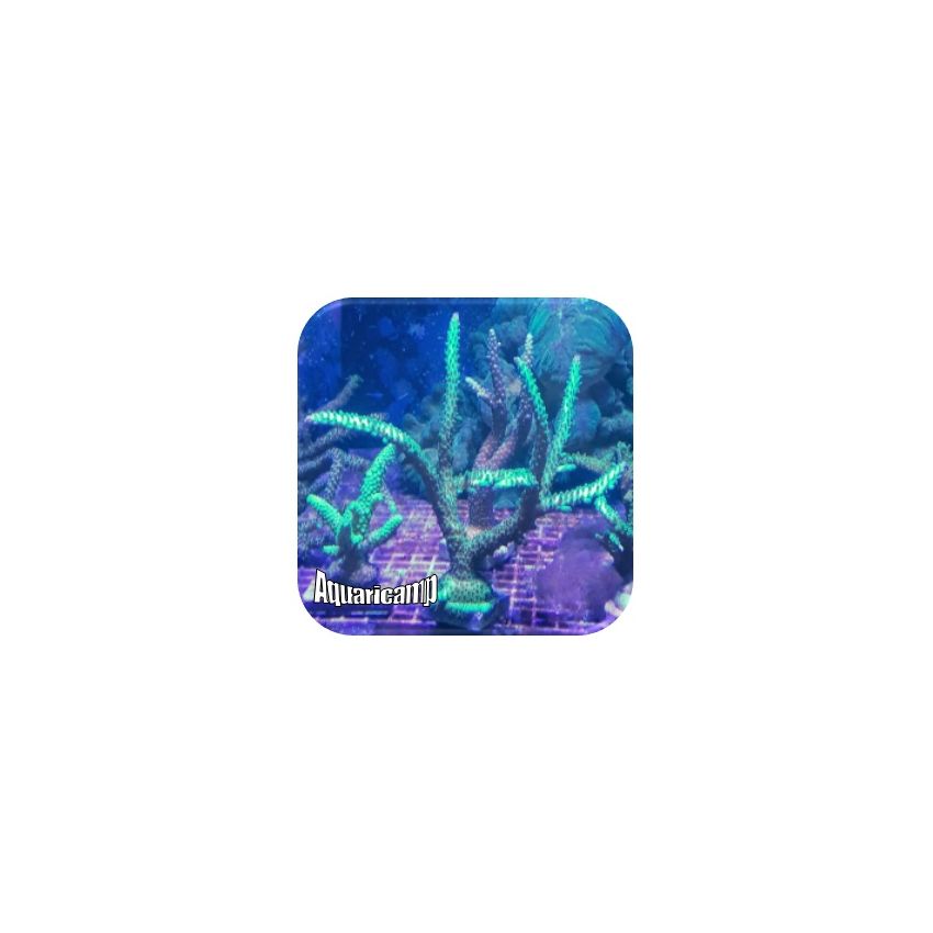 Tortuosa Turquoise (Acropora sp.) 