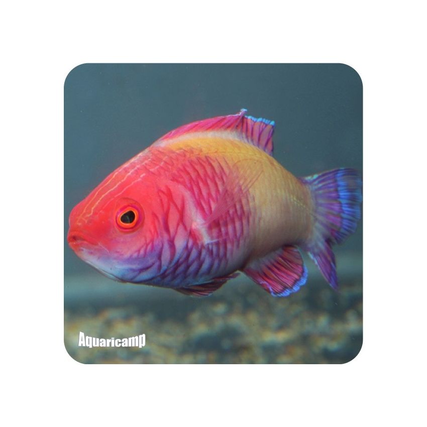 Wrasse Red Velvet (Cirrhilabrus rubrisquamis)