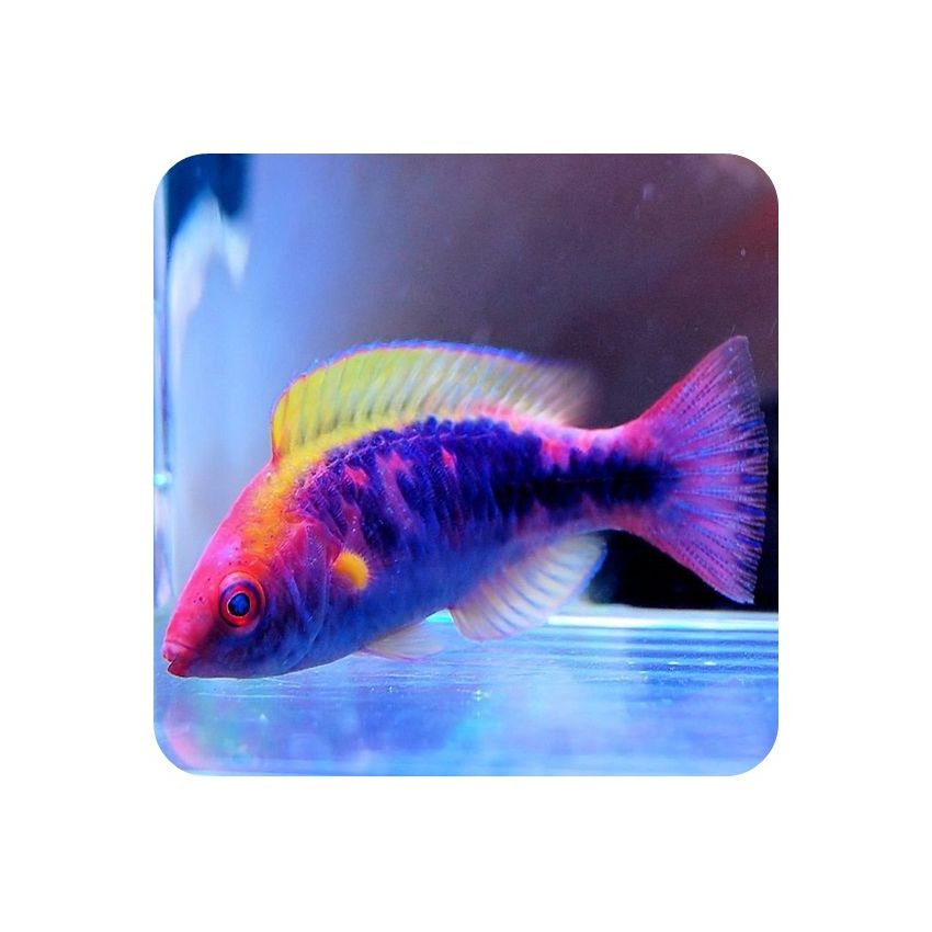 Wrasse Lubbock ( Cirrhilabrus lubbocki )