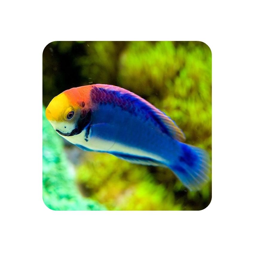 Wrasse Solorensis (Cirrhilabrus solorensis)
