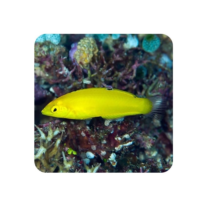 Wrasse Yellow Coris ( Halichoeres chrysus )