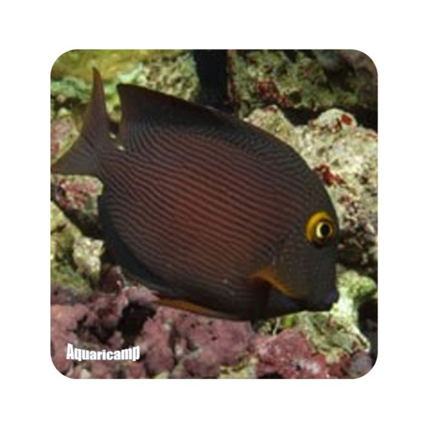 Yellow Eye Tang (Ctenochaetus strigosus) 