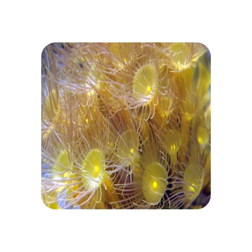 Yellow Polyps (Undescribed Zoanthid) 