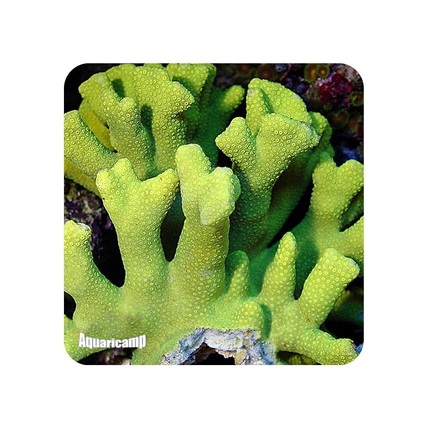 Porites Yellow (Porites spp.)
