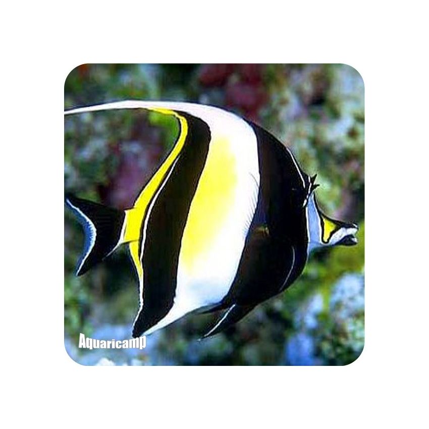 Moorish Idol (Zanclus canescens)