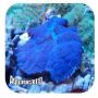Mushroom Blue Tonga (Actinodiscus sp.) 