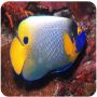 Angel Blue Face (Euxiphipops xanthometopon)