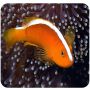Palhaço Skunk Orange (Amphiprion perideraion) 