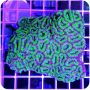 Acanthastrea Lord Green (Micromussa lordhowensis) 