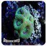 Acanthastrea Brain Green (Acanthastrea echinata)