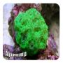 Acanthastrea Aussie Green (Micromussa lordhowensis) 