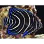 Pomacanthus semicirculatus
