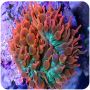 Anemona Bubble Tip Raimbow