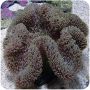 Anemona Carpet Color (Stichodactyla gigantea) 