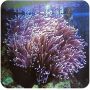 Anemona Ritteri / Base Roxa