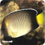 Angel Cream Yellow (Apolemichthys xanthurus)