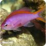 Anthia Evansi ( pseudanthias Evansi )