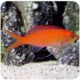 Anthia Dispar (Pseudanthias dispar)