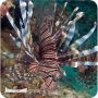 Lion Volitans black (Pterois volitans)