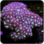 Blastomussa Coral (Blastomussa Merletti) 
