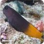 Blenio Bicolor (Ecsenius bicolor)