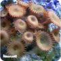 Brown Polyps (Zoanthid) MD 