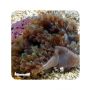Anemona Bubble Tip (Entacmaea quadricolor) 