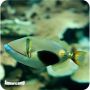 Bursa Triggerfish (Rhinecanthus verrucosus)