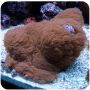 Carpet Brown 