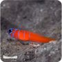 Gobie Catalina (Lythrypnus dalli)